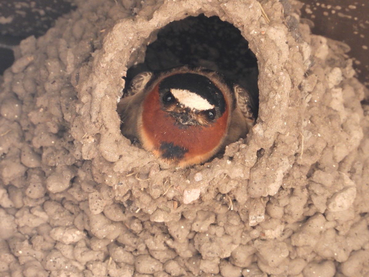 Cliff Swallow - ML642824973