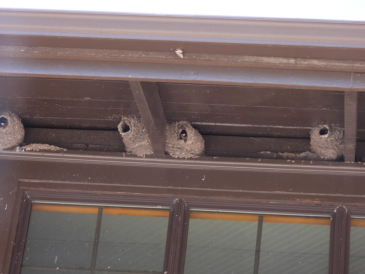 Cliff Swallow - ML642824974