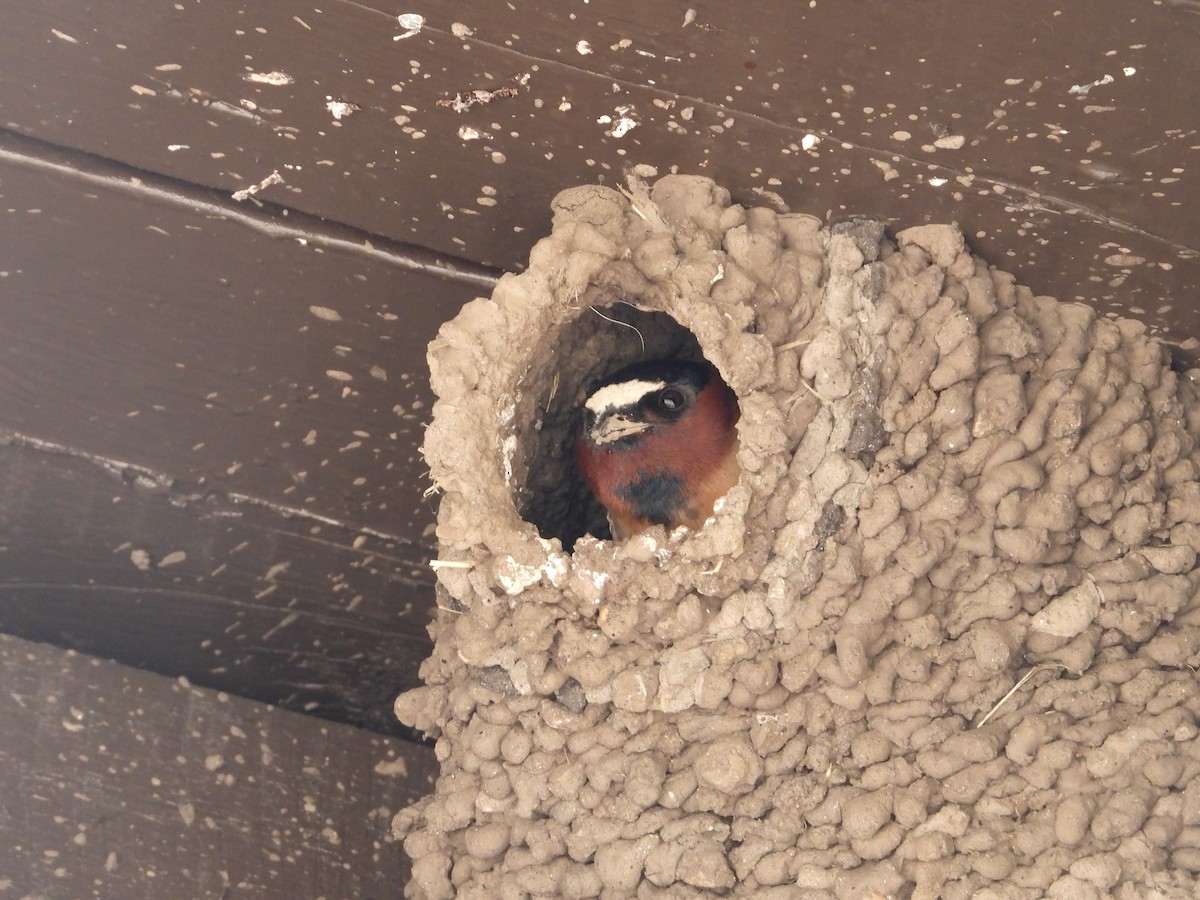 Cliff Swallow - ML642824975