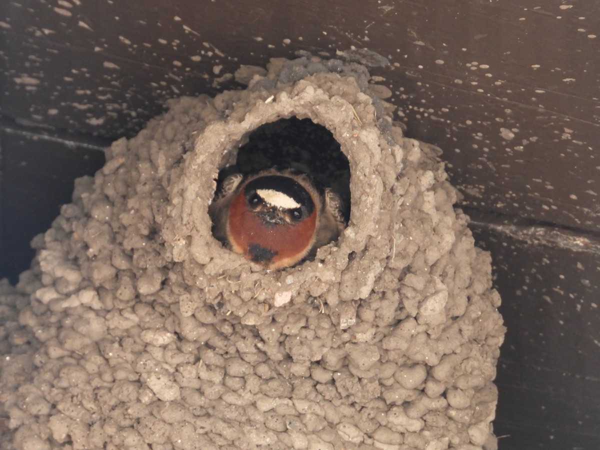 Cliff Swallow - ML642824977
