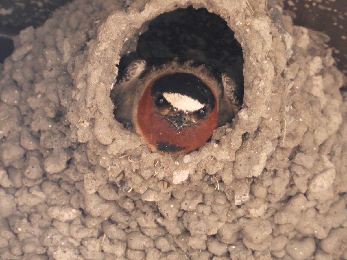 Cliff Swallow - ML642824978
