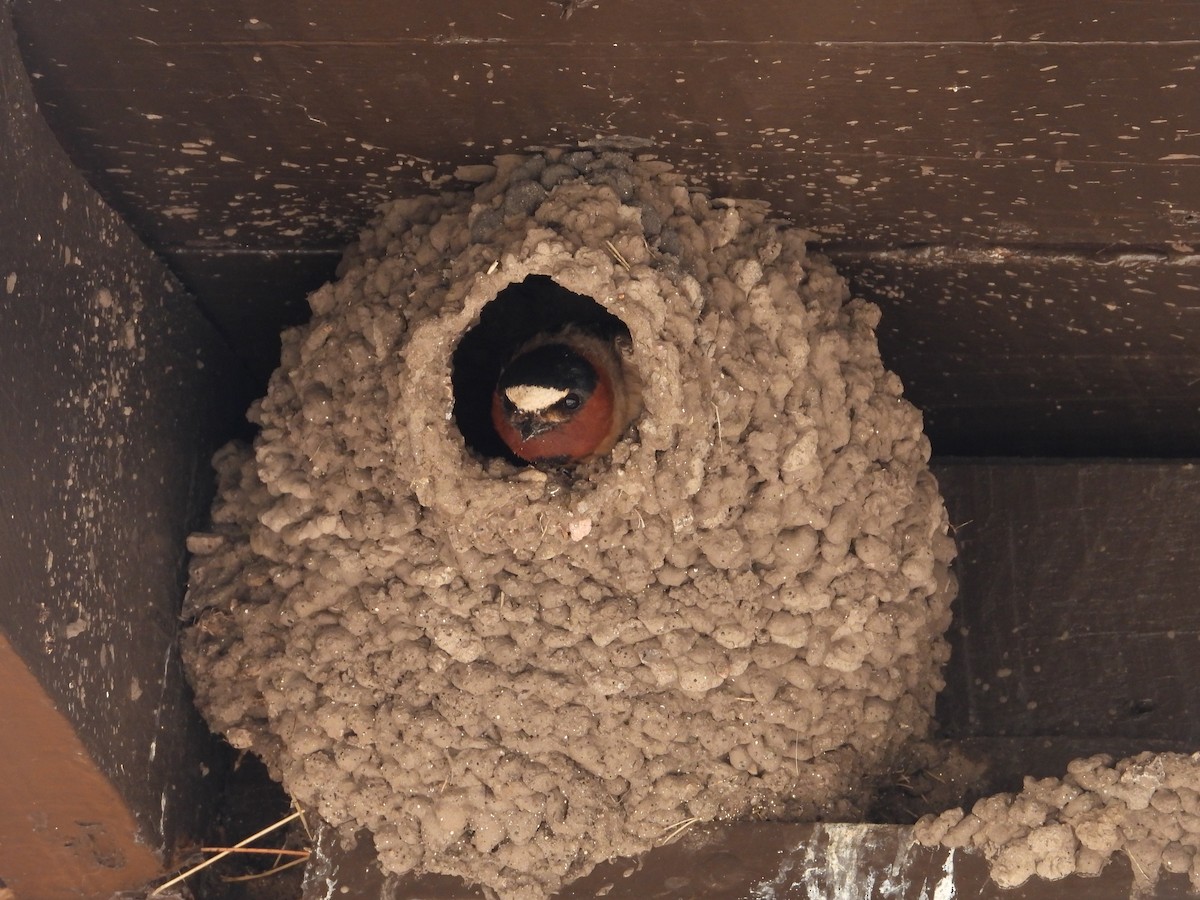 Cliff Swallow - ML642824979