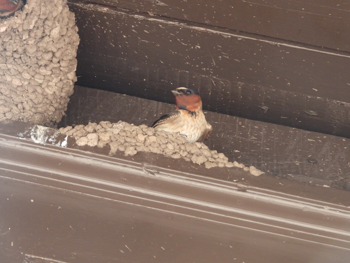 Cliff Swallow - ML642824980