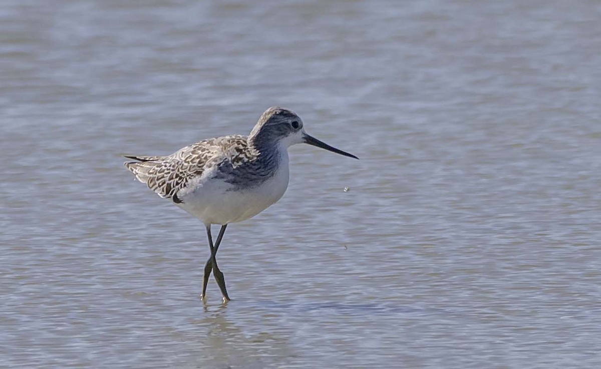 Marsh Sandpiper - ML642824983