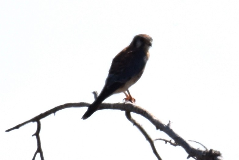 American Kestrel - ML642824996
