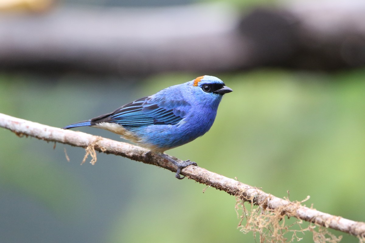 Golden-naped Tanager - ML642824997
