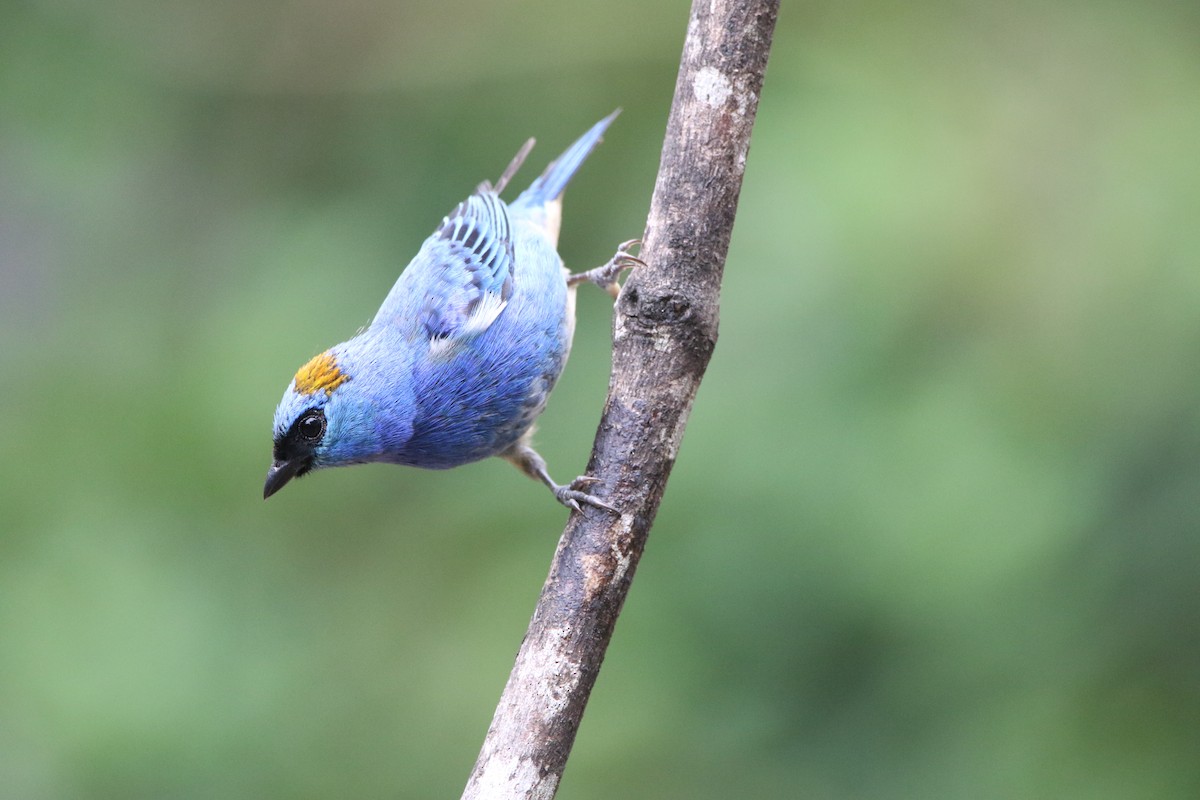 Golden-naped Tanager - ML642824998