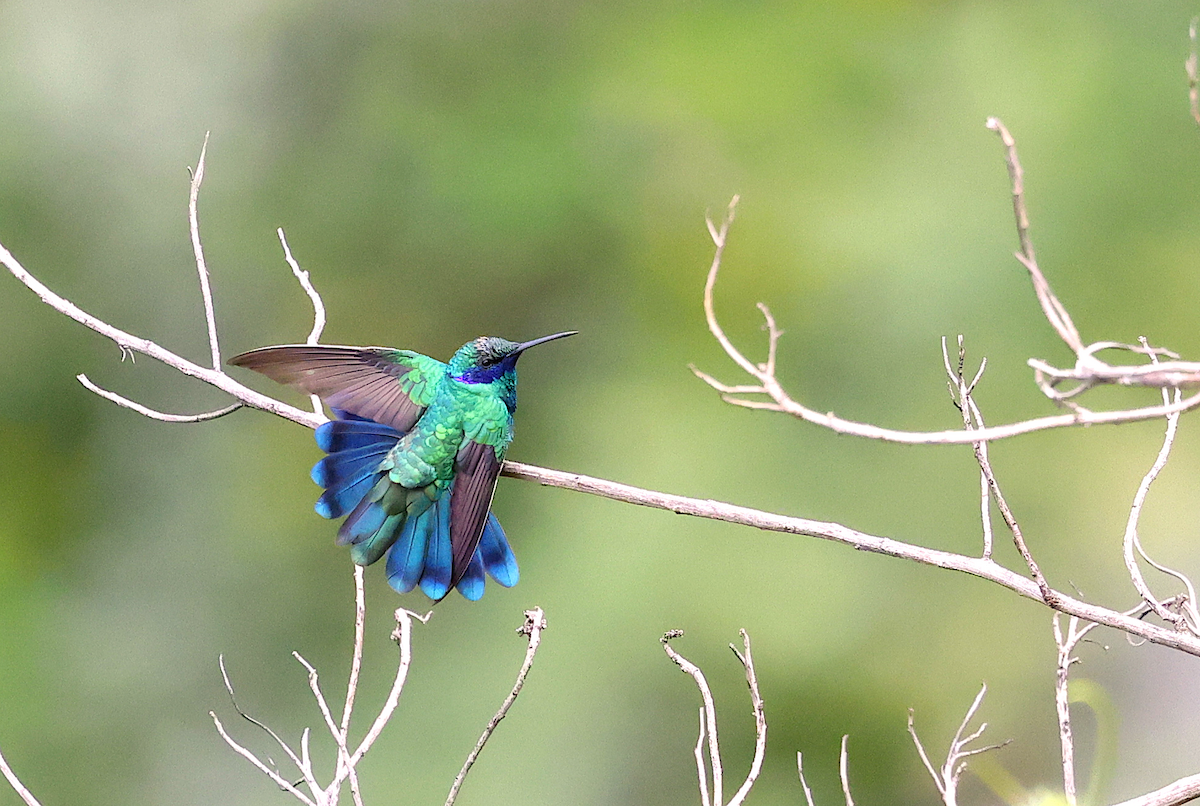 Sparkling Violetear - ML642824999