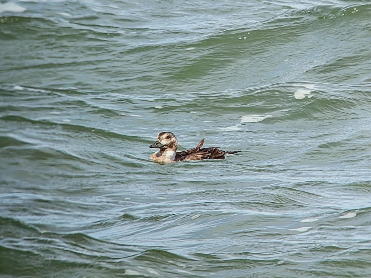 Long-tailed Duck - ML642825004