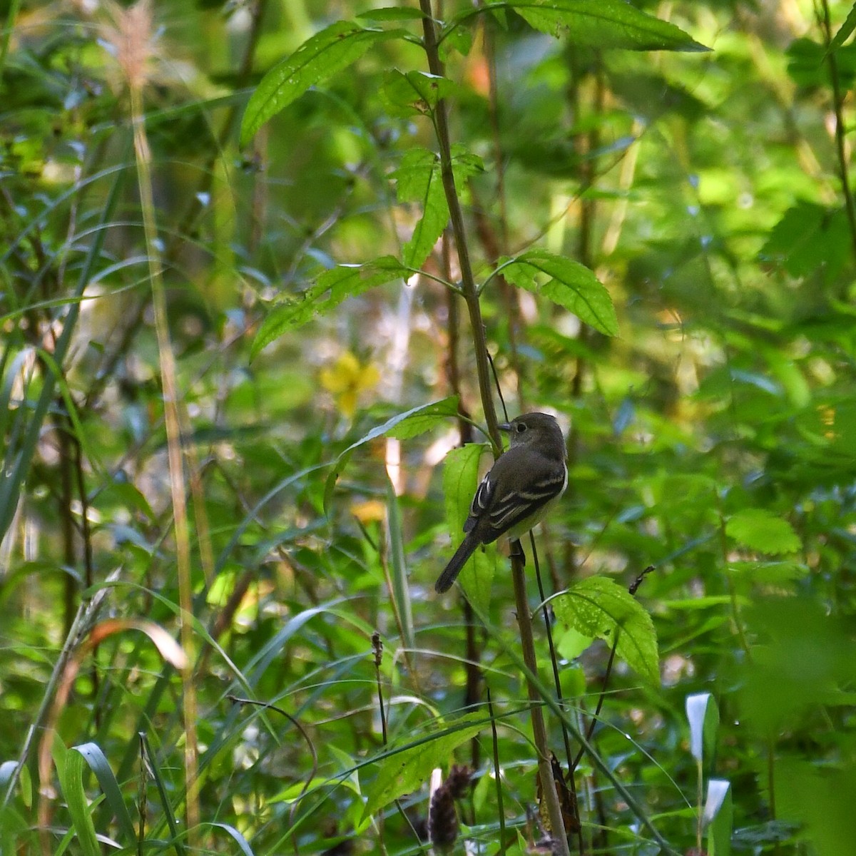 Moucherolle tchébec - ML642825007