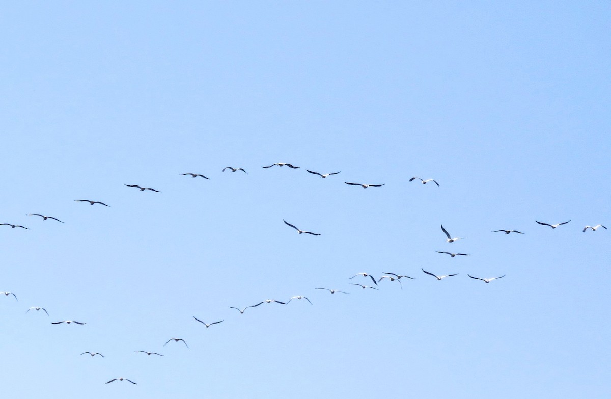 American White Pelican - ML642825008