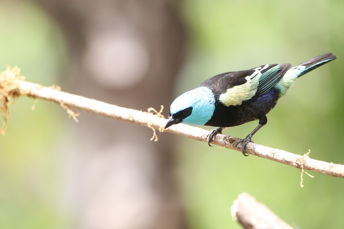 Blue-necked Tanager - ML642825009