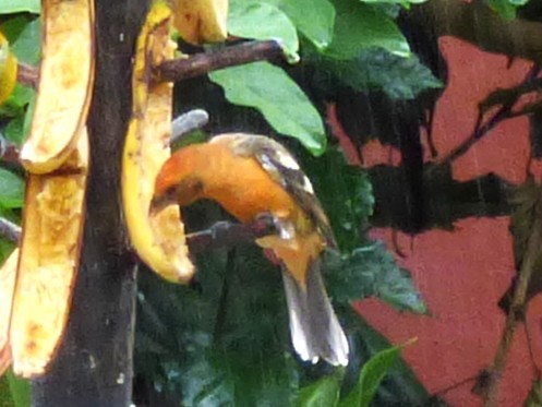 Flame-colored Tanager - ML642825012