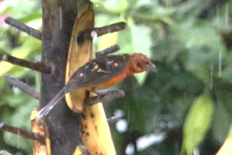 Flame-colored Tanager - ML642825013