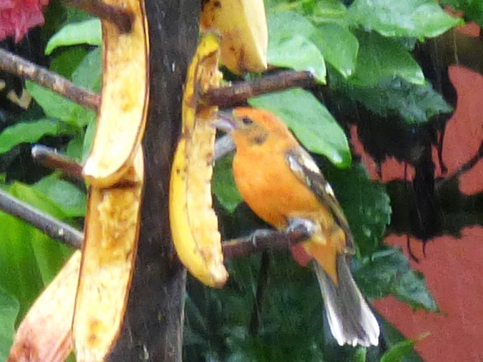 Flame-colored Tanager - ML642825014
