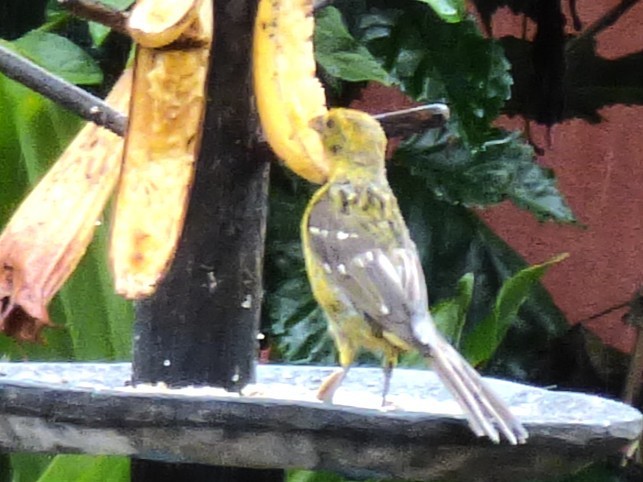 Flame-colored Tanager - ML642825015