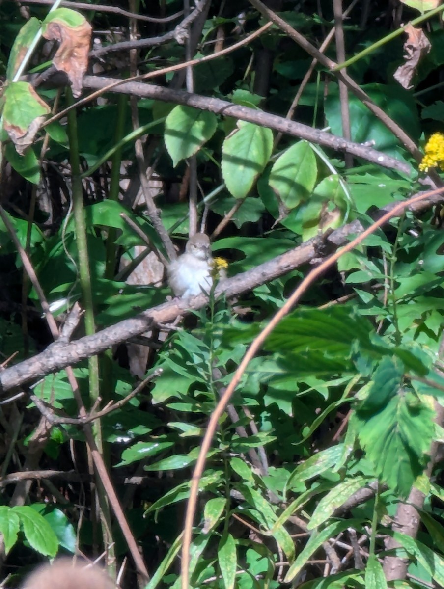 Eastern Phoebe - ML642825017
