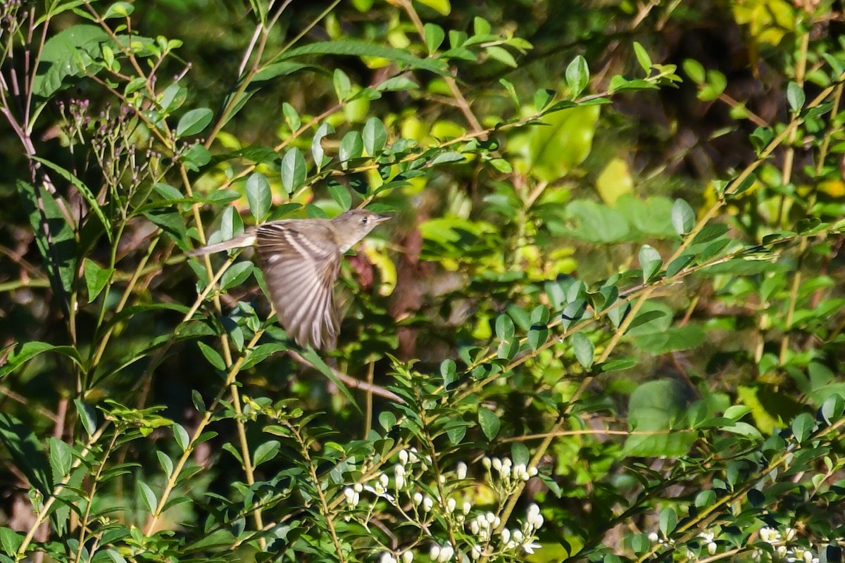 Empidonax sp. - ML642825018