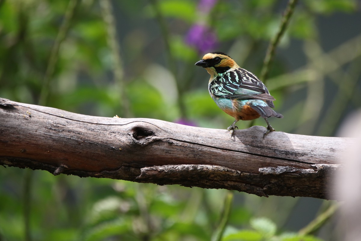 Golden-eared Tanager - ML642825020