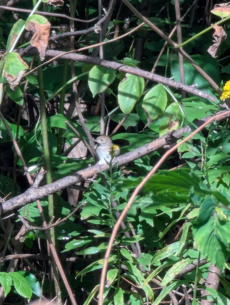 Eastern Phoebe - ML642825022