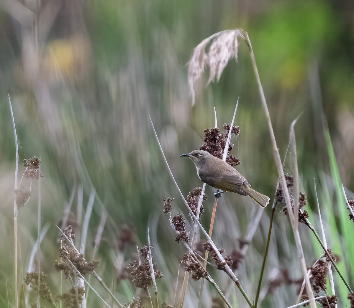 Brown Honeyeater - ML642825027
