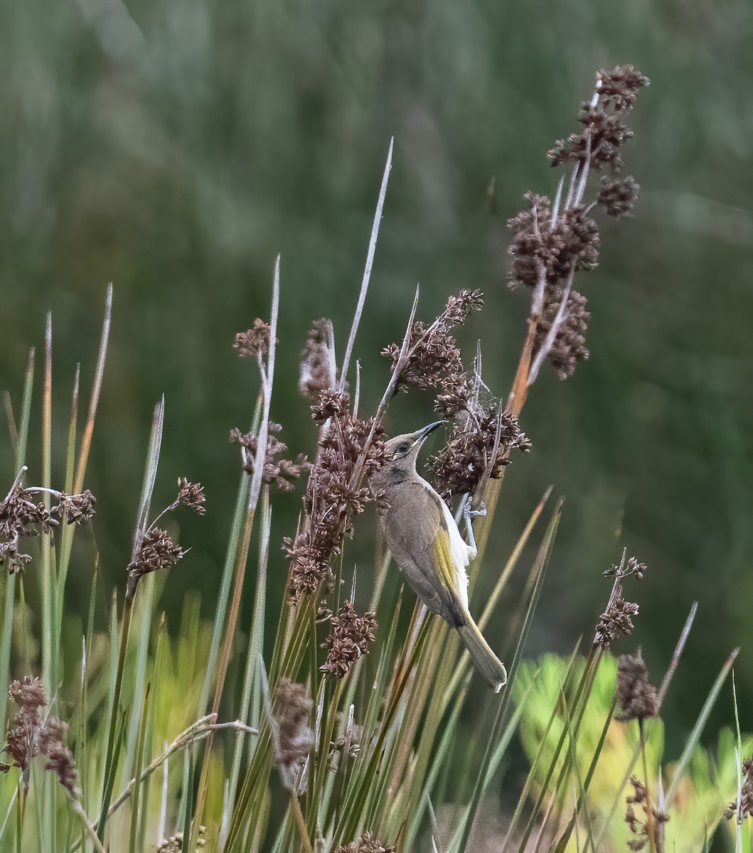 Brown Honeyeater - ML642825028