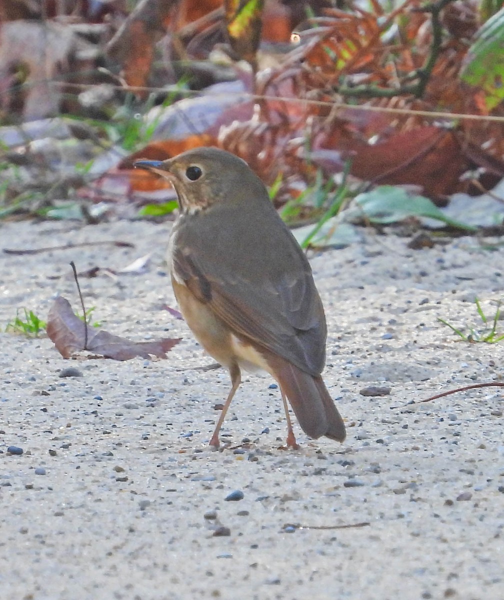 Hermit Thrush - ML642825032