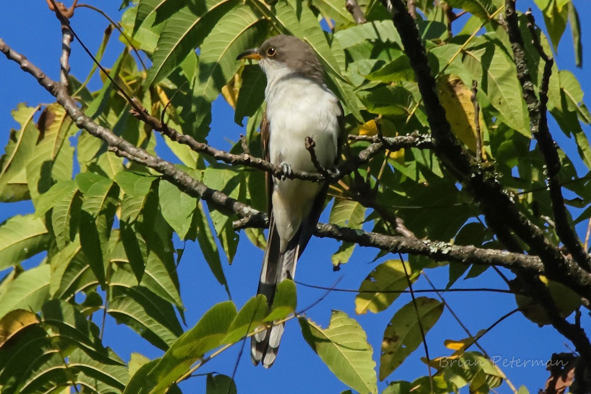 Yellow-billed Cuckoo - ML642825033