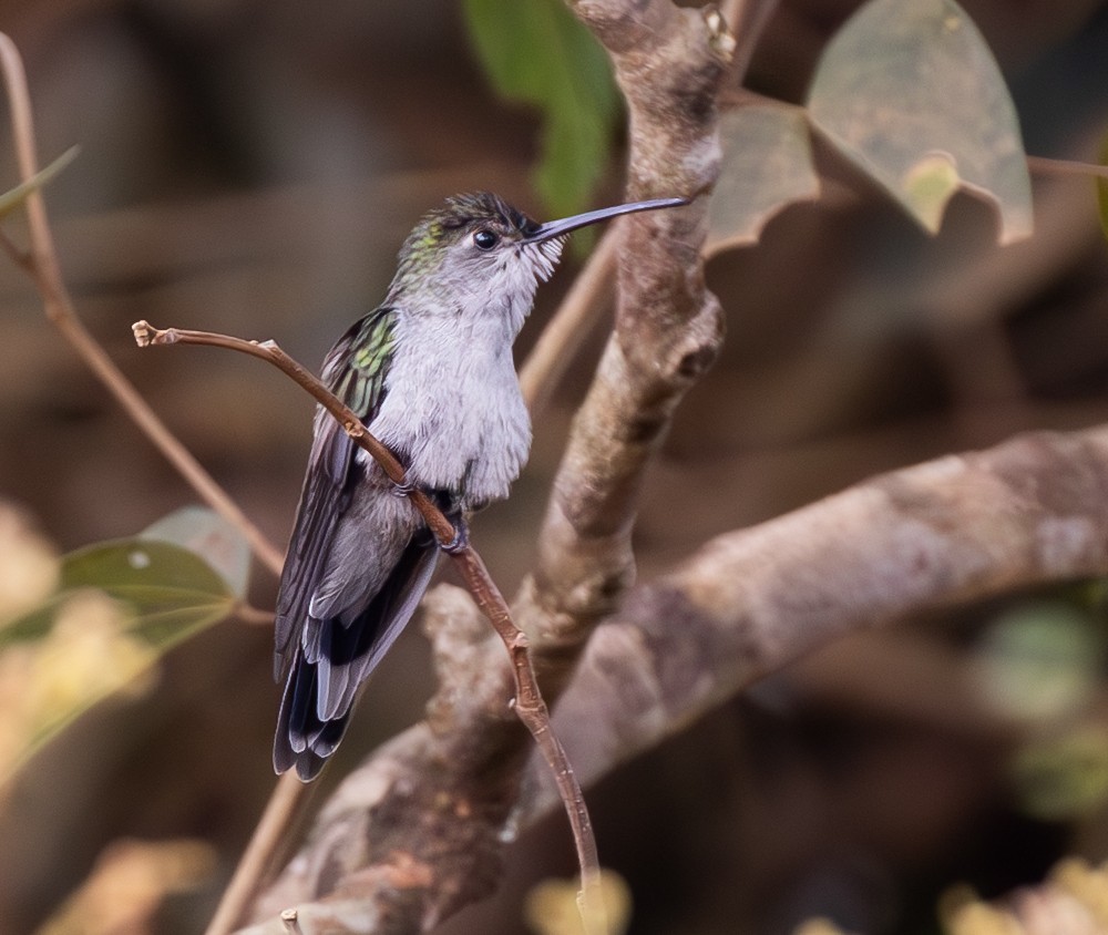 Gray-breasted Sabrewing - ML642825064