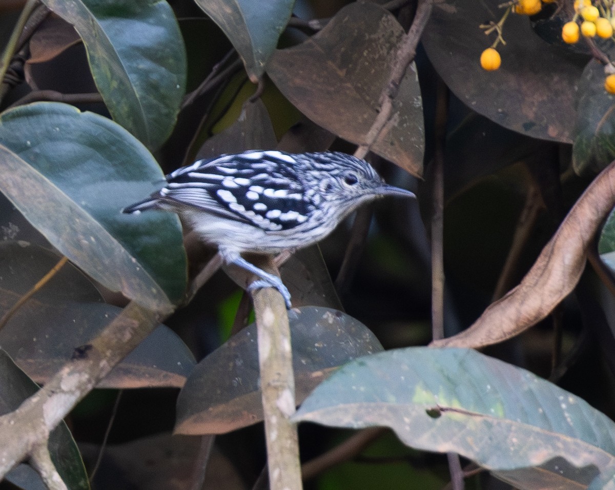 Amazonian Streaked-Antwren - ML642825065