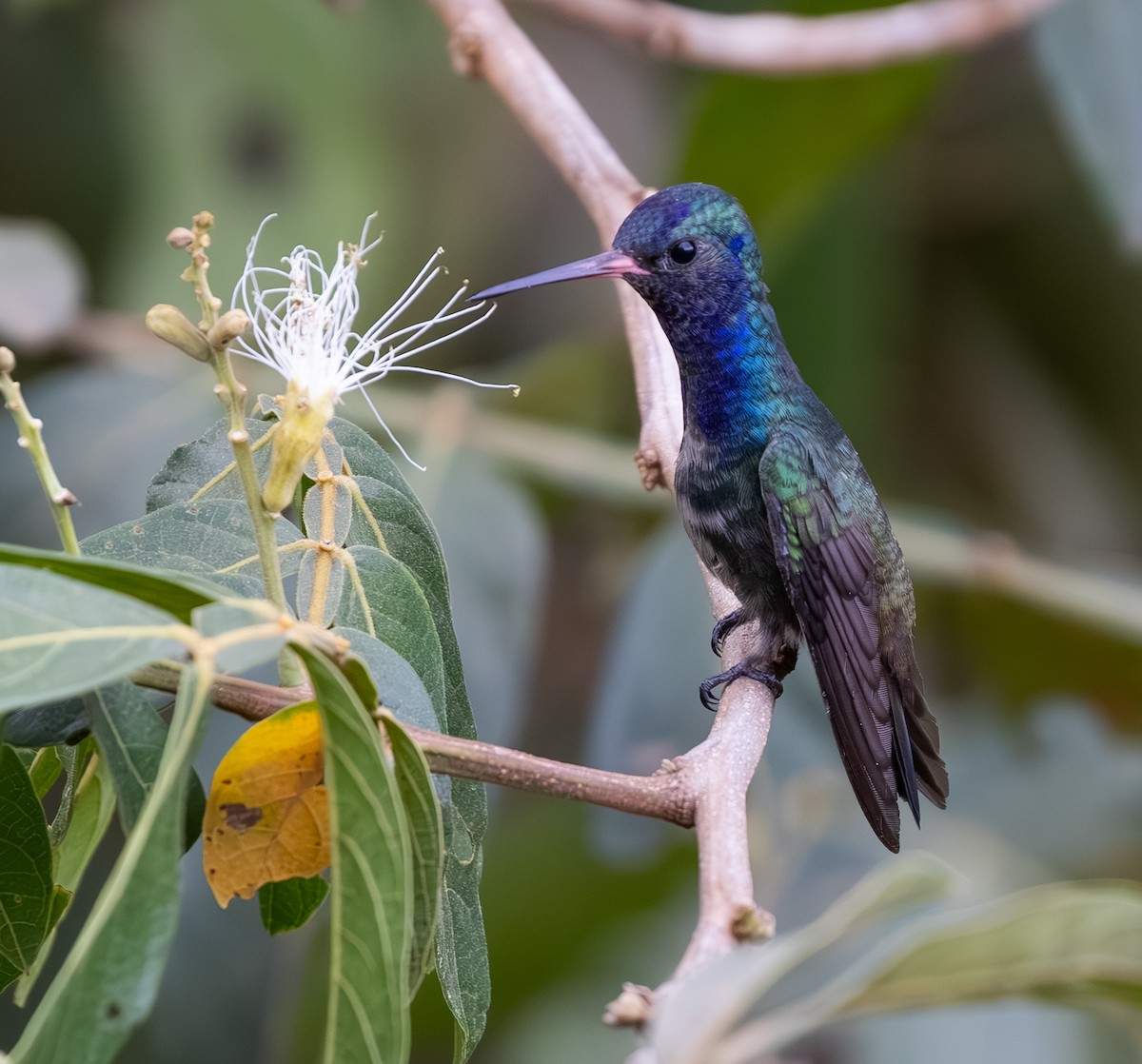 White-chinned Sapphire - ML642825071