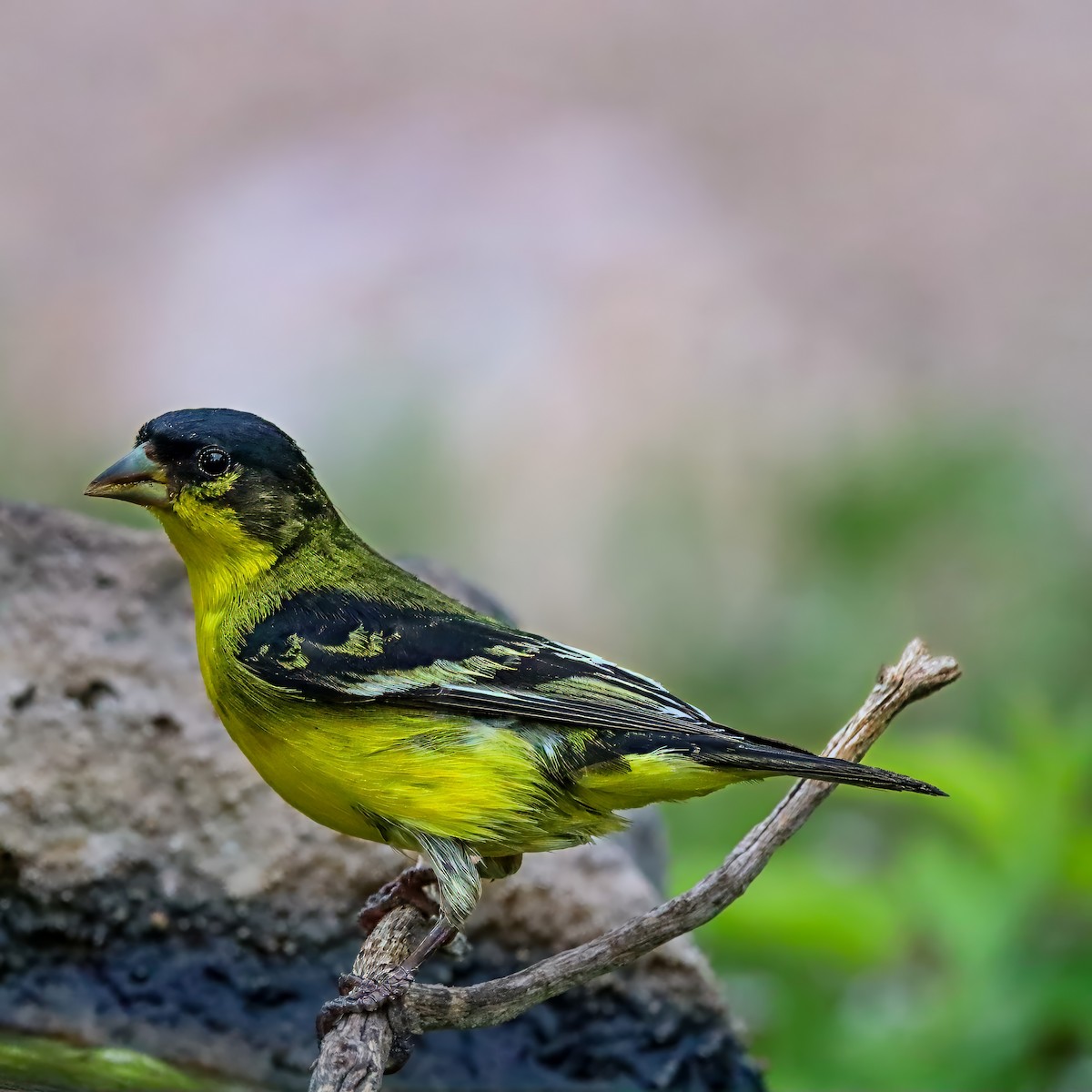 Lesser Goldfinch - ML642825072