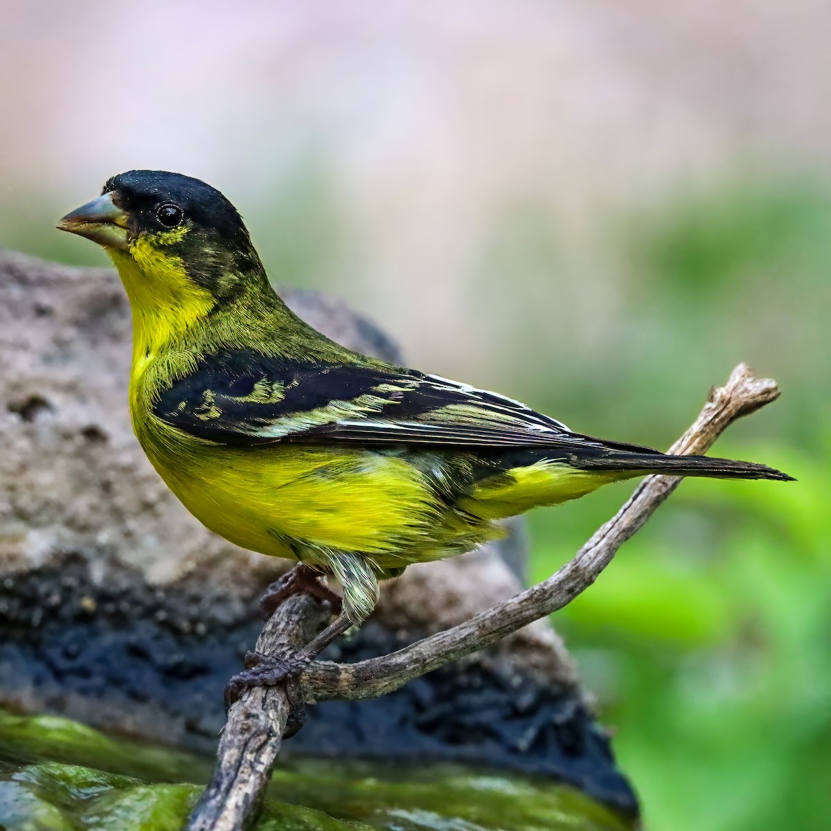Lesser Goldfinch - ML642825073