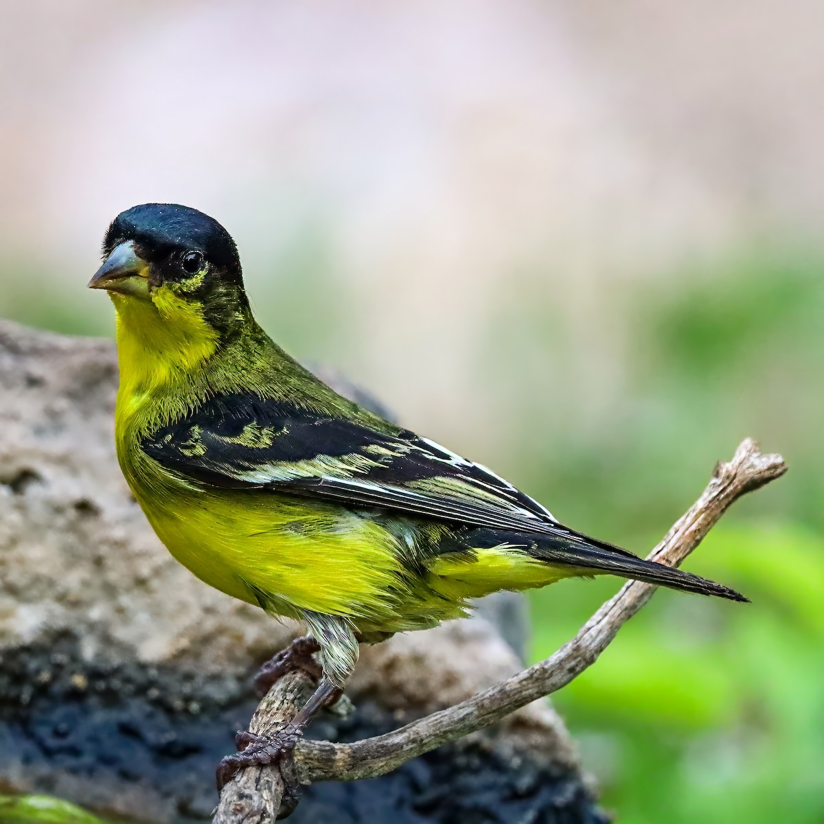 Lesser Goldfinch - ML642825074