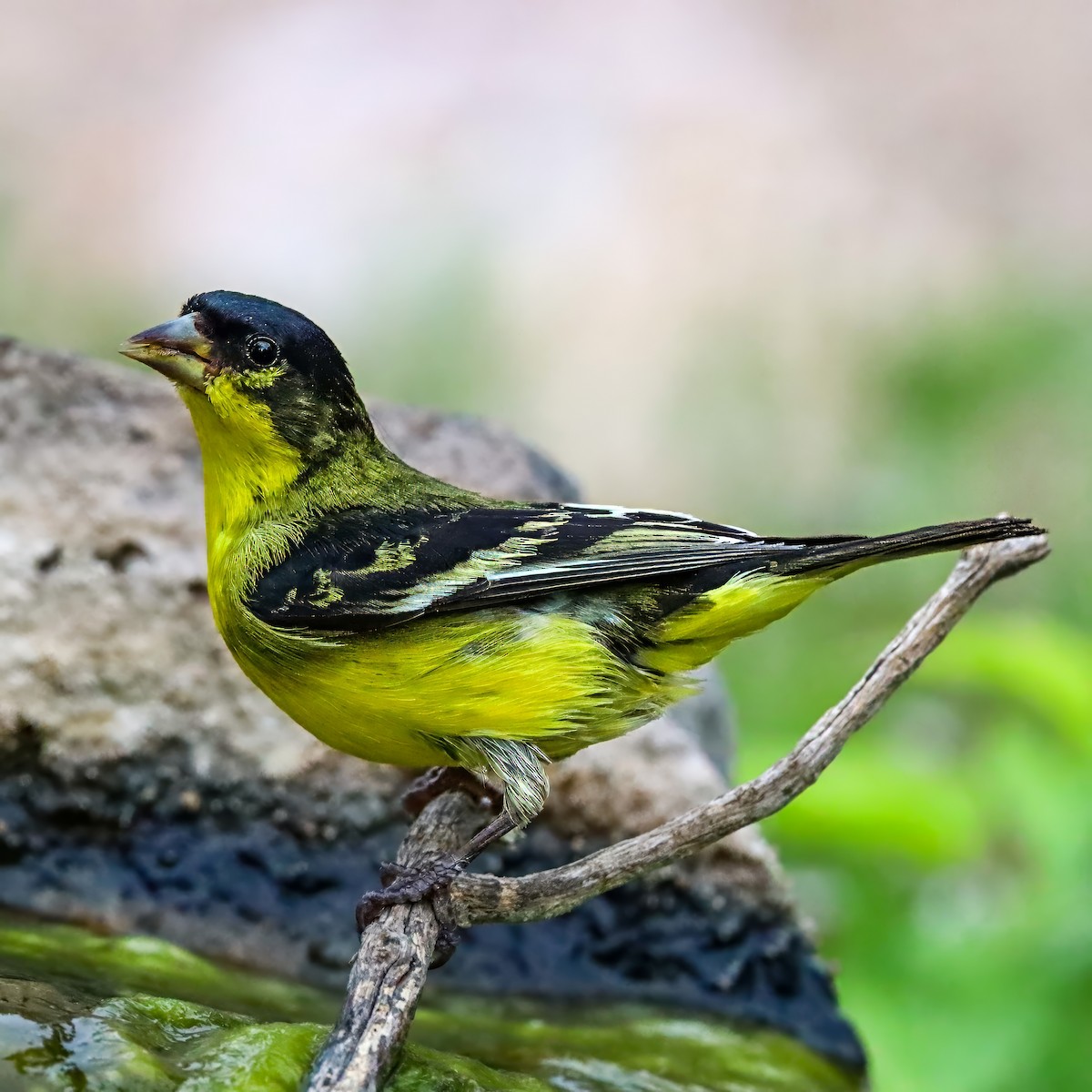 Lesser Goldfinch - ML642825076