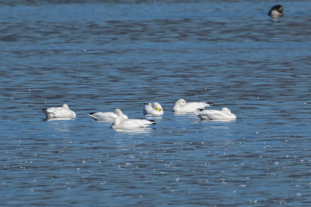 Oie des neiges - ML642825122