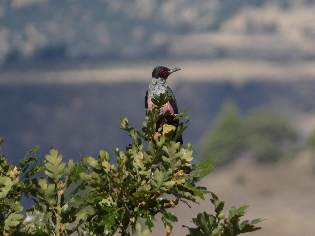 Lewis's Woodpecker - ML642825132