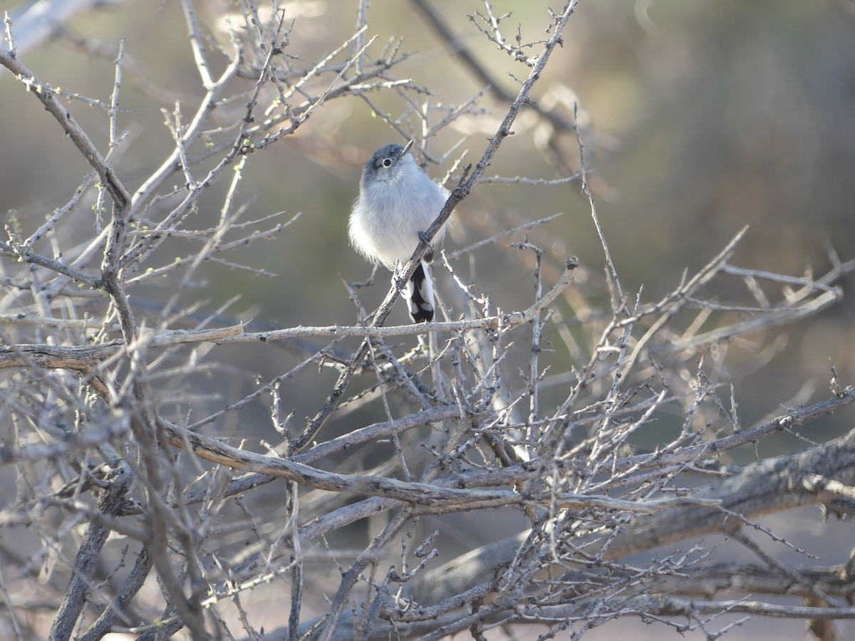 Black-tailed Gnatcatcher - ML642825134
