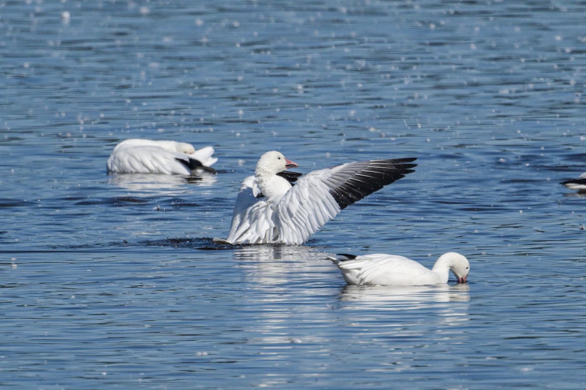 Oie des neiges - ML642825146
