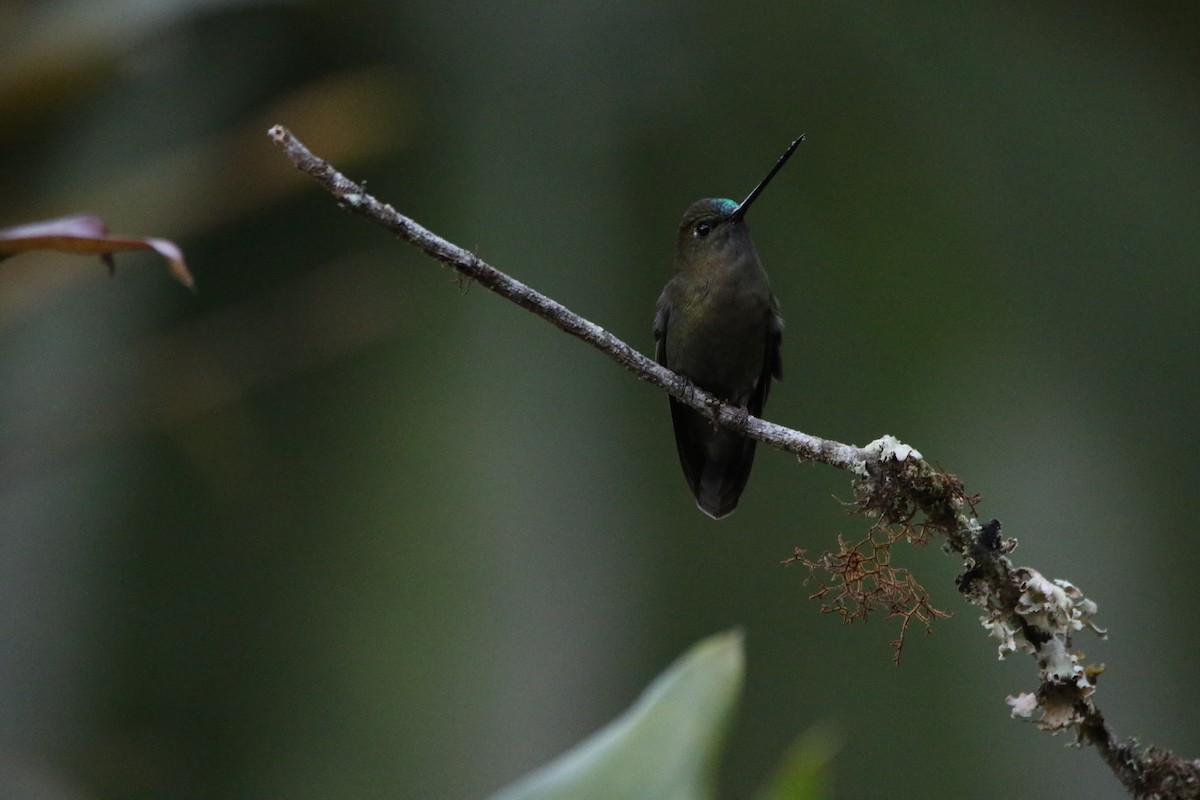 Green-fronted Lancebill - ML642825147