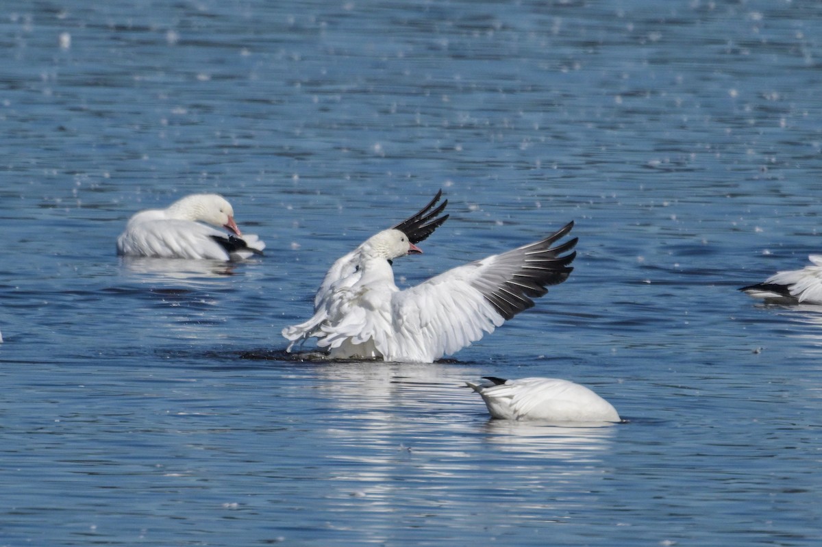 Oie des neiges - ML642825150