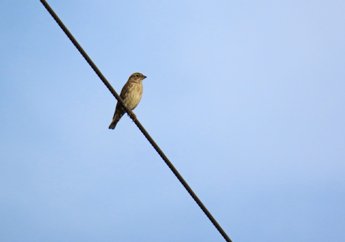 Rock Sparrow - ML642825178