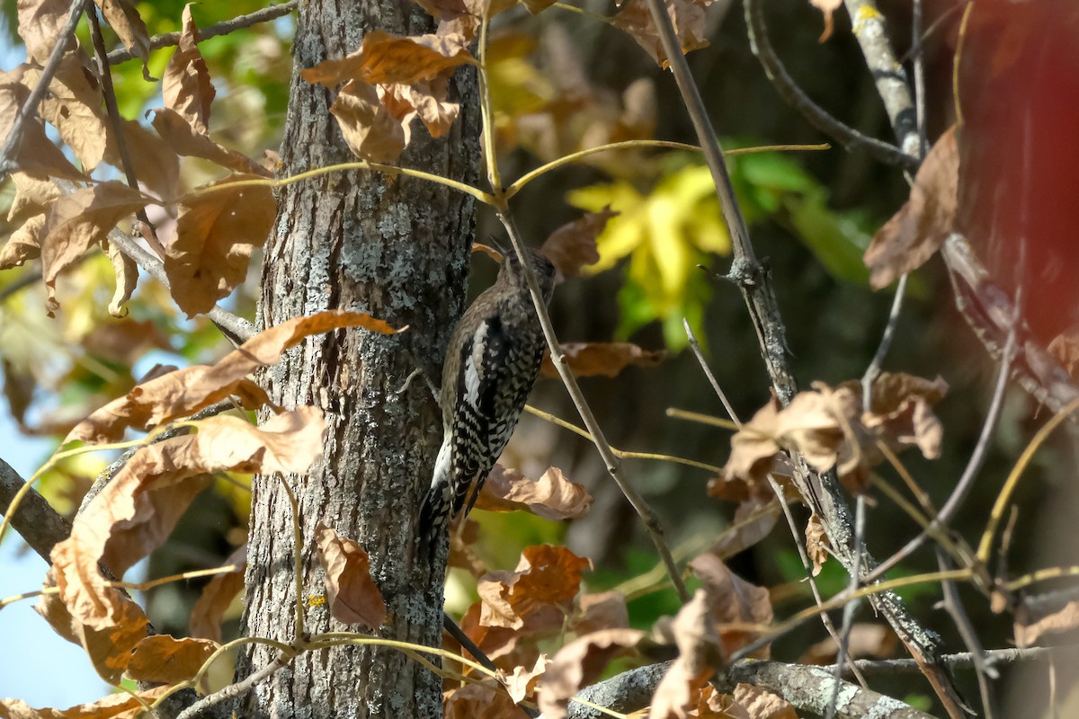 datel rudohrdlý - ML642825187