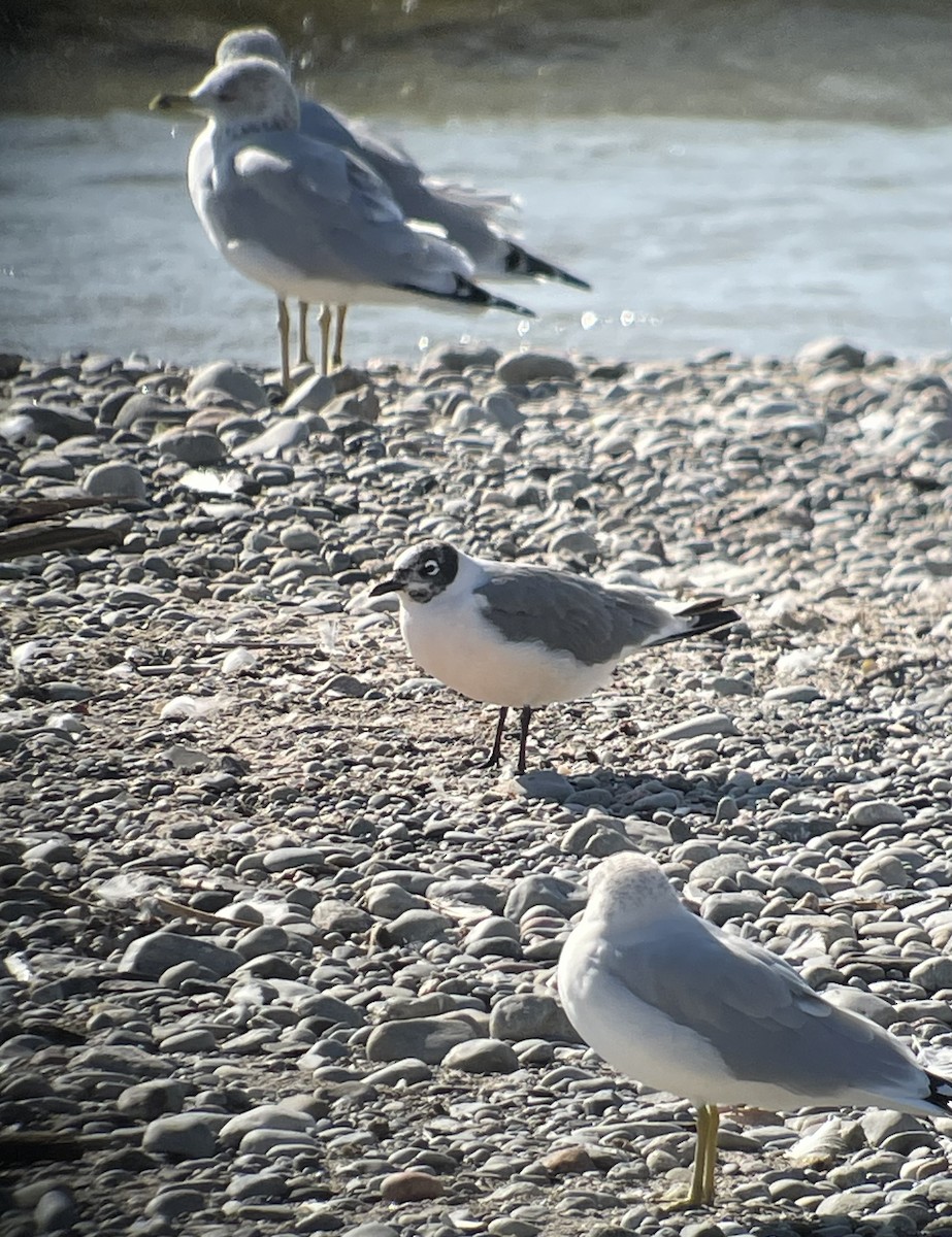 Franklin's Gull - ML642825196