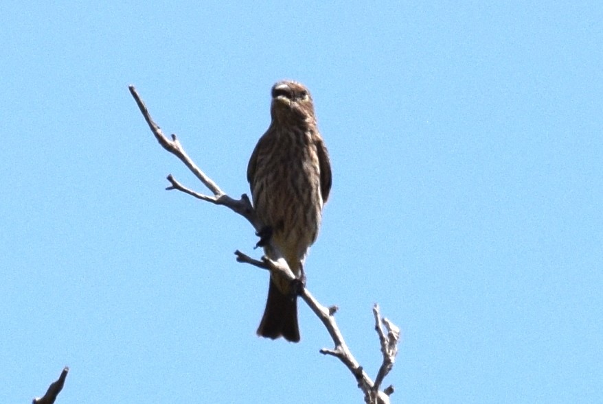 hýl rudoprsý - ML642825202