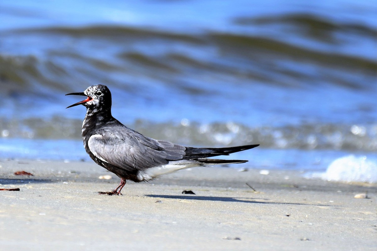 Black Tern - Bruce Cochrane