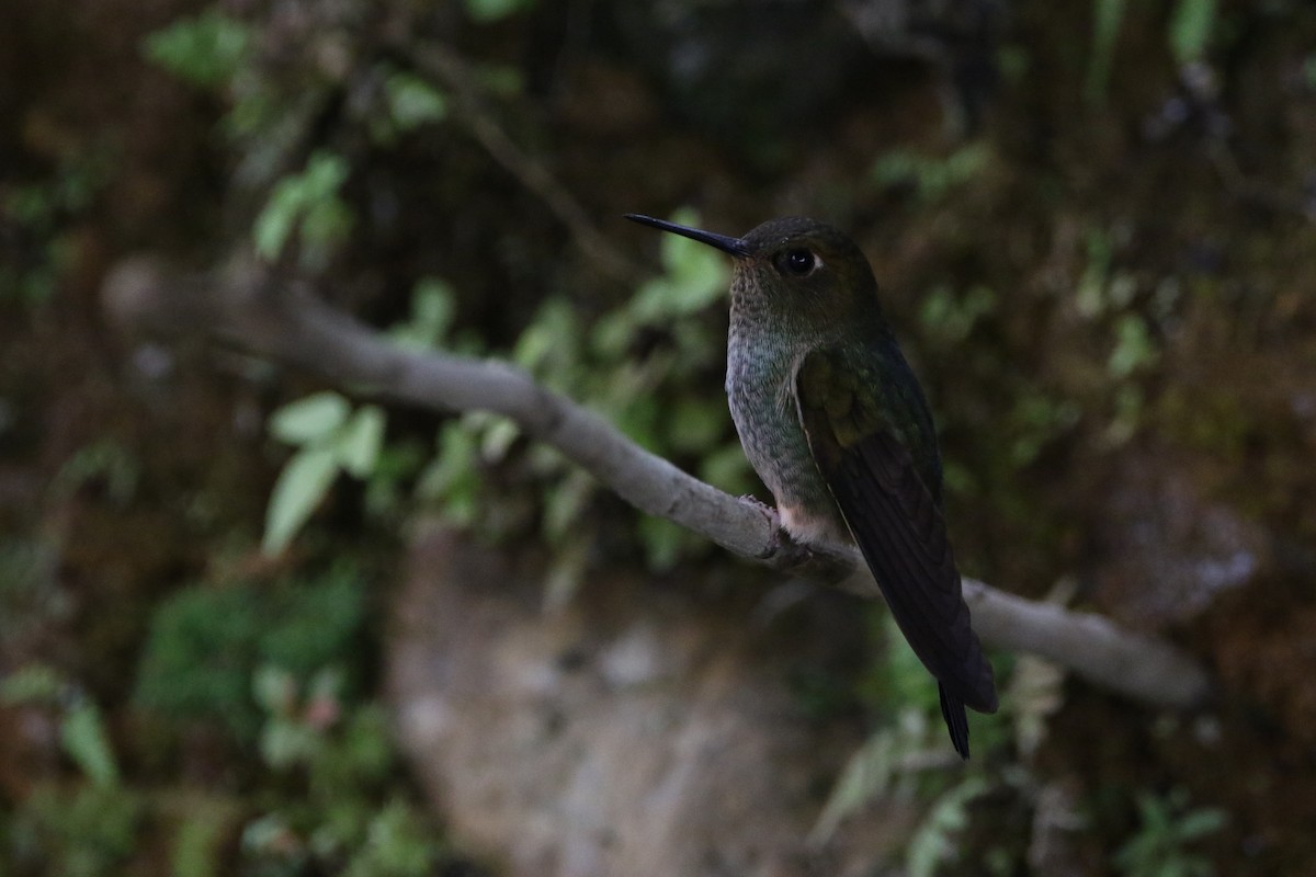 Calzadito Verdoso Sureño - ML642825211