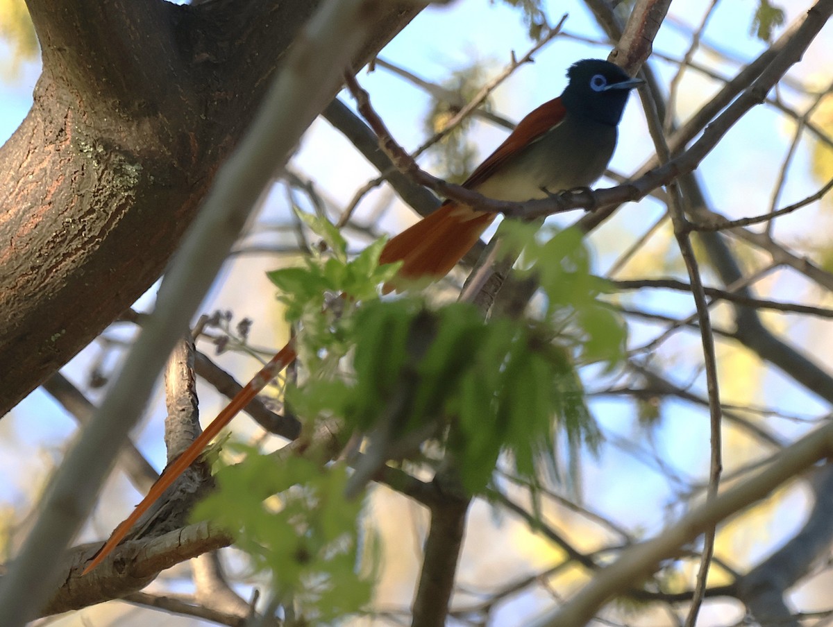 African Paradise-Flycatcher - ML642825237