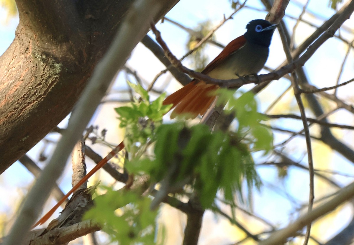 African Paradise-Flycatcher - ML642825242