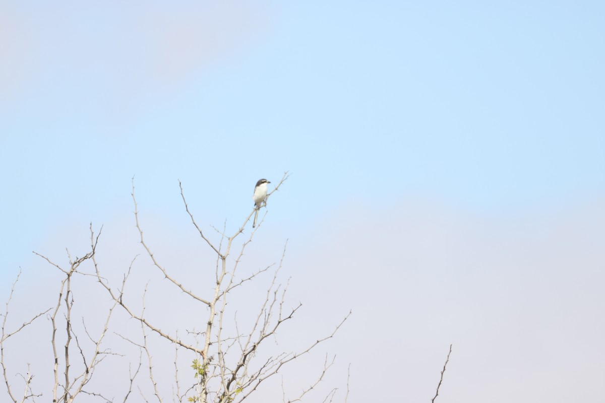 Southern Fiscal - ML642825269